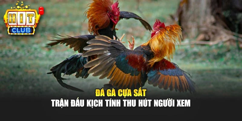Đá Gà Cựa Sắt – Trận Đấu Kịch Tính Thu Hút Người Xem