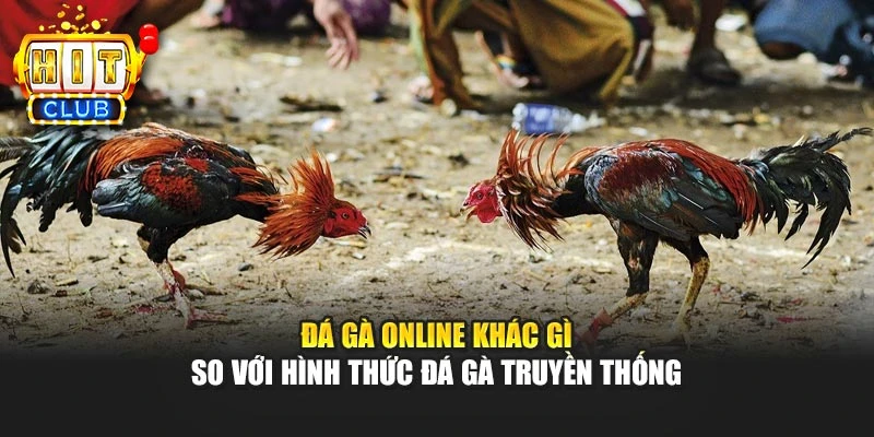 Đá gà online khác gì so với hình thức đá gà truyền thống
