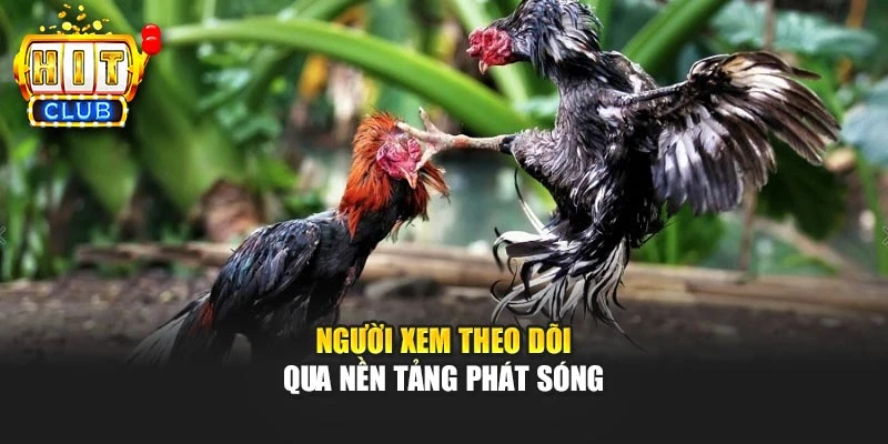 Người xem theo dõi qua nền tảng phát sóng