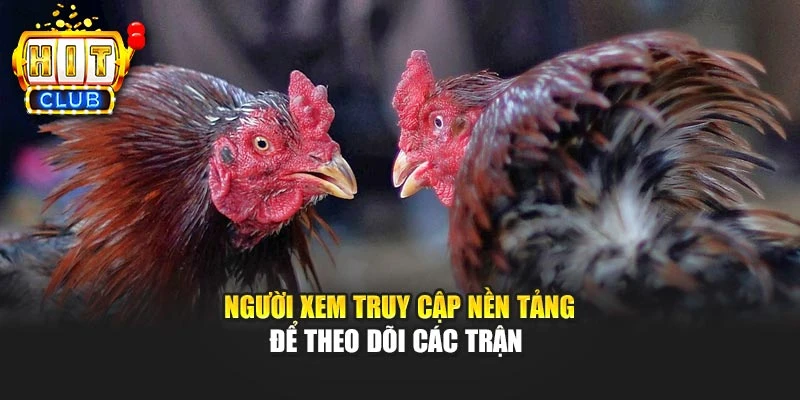 Người xem truy cập nền tảng để theo dõi các trận 