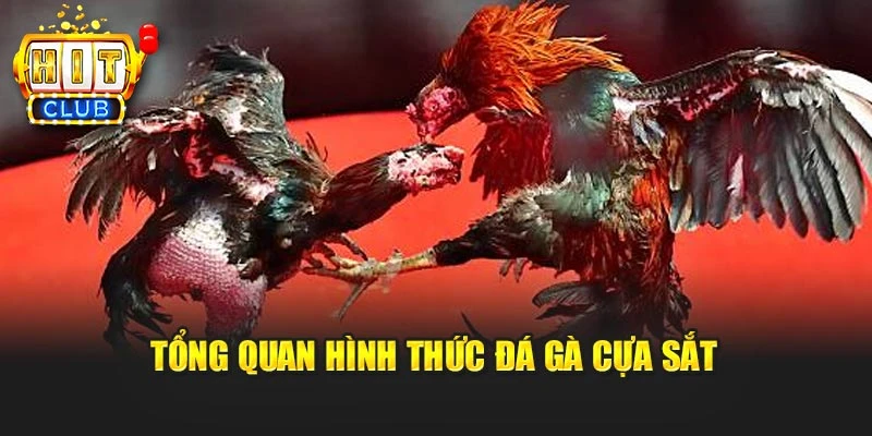 Tổng quan hình thức đá gà cựa sắt